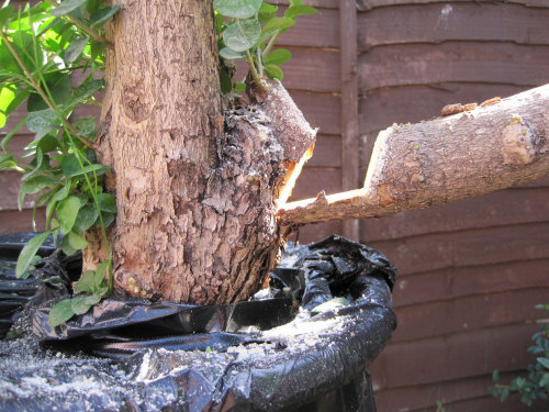 Large Privet Bonsai Progression 